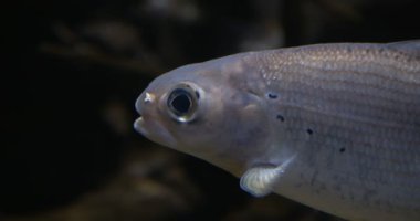 Arctic Grayling 'in yakın plan portresi. Sinematik 4K görüntüleri.