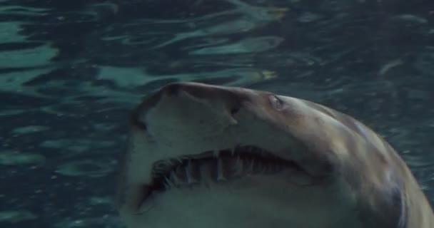 Retrato Uma Enfermeira Tubarão Cinzento Ragged Tooth Shark Sand Tiger — Vídeo de Stock