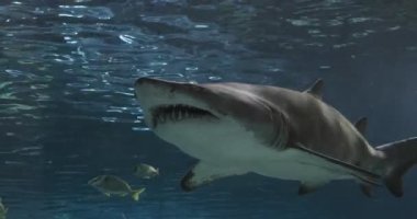 Gri Hemşire Köpekbalığı Portresi, Ragged-Tooth Shark, Kum Kaplan Köpekbalığı. Sinematik 4K görüntüleri.