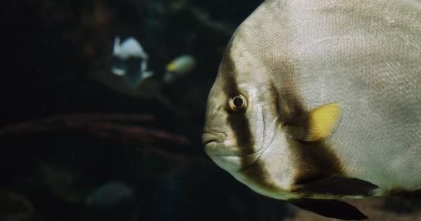 Closeup Portrait Batfish Cinematic Footage — Stock Video