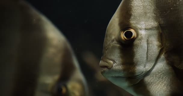 Closeup Portrait Batfish Cinematic Footage — Stock Video