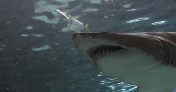 一个灰色的护士鲨鱼的肖像 拉格牙齿鲨鱼 沙虎鲨鱼 电影4K镜头 — 图库视频影像