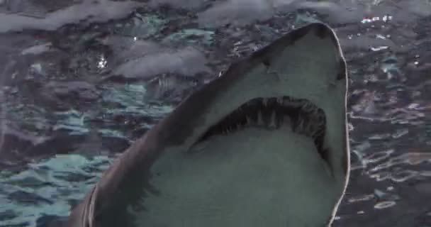 Retrato Tiburón Nodriza Gris Tiburón Dientes Andrajosos Tiburón Tigre Arena — Vídeos de Stock