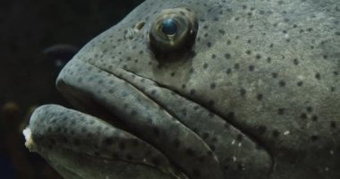 Goliath Grouper portresi. Sinematik 4K görüntüleri.