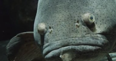 Goliath Grouper portresi. Sinematik 4K görüntüleri.