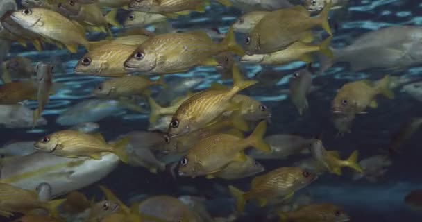 Een School Franse Gruntvissen Filmbeelden Van — Stockvideo