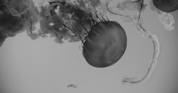 Imágenes Blanco Negro Una Medusa Ortiga Del Mar Pacífico Cinemática — Vídeo de stock