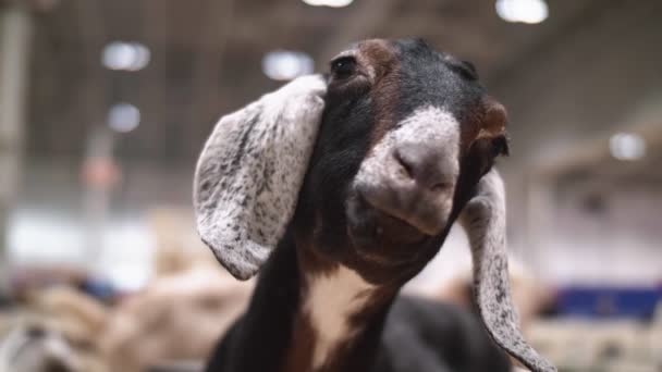 Closeup Portrait Cute Goat County Fair Cinematic Footage — Stock Video