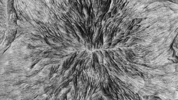 Abstrak Organik Tissue Loop Tanpa Rupa — Stok Video