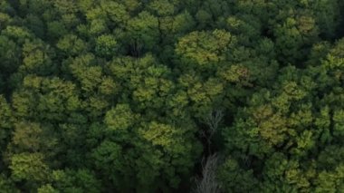 Güzel yeşil bir ormanın 4K hava çekim alanı. Sinematik görüntüler.