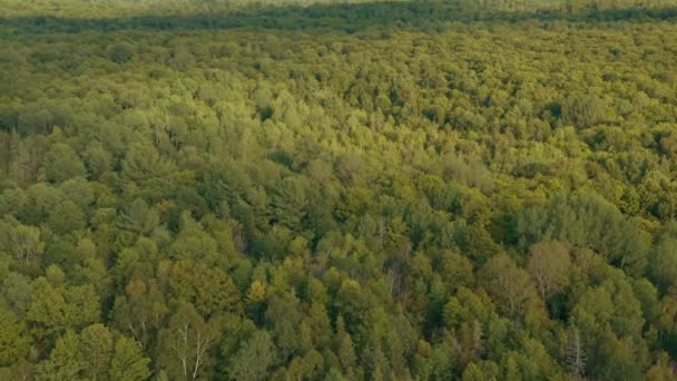 Aérea Estabelecendo Tiro Uma Bela Floresta Verde Imagens Cinematográficas — Vídeo de Stock