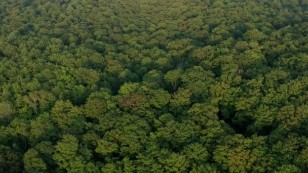 Aérea Estabelecendo Tiro Uma Bela Floresta Verde Imagens Cinematográficas — Vídeo de Stock