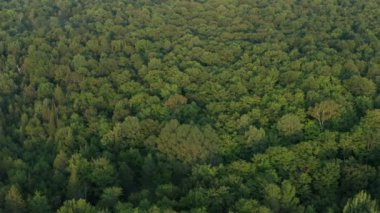 Güzel yeşil bir ormanın 4K hava çekim alanı. Sinematik görüntüler.