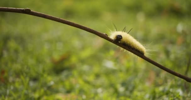 Zamknij Shot American Cottonwood Dagger Moth Caterpillar Nakręcony Raw Kamerą — Wideo stockowe