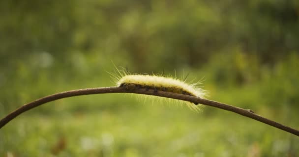 Close Shot Van Amerikaanse Cottonwood Dagger Moth Caterpillar Opgenomen Raw — Stockvideo