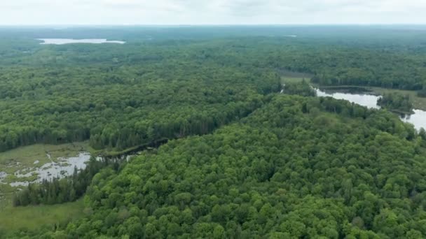Повітря Встановлює Знімок Красивого Зеленого Лісу Кінематографічні Кадри — стокове відео
