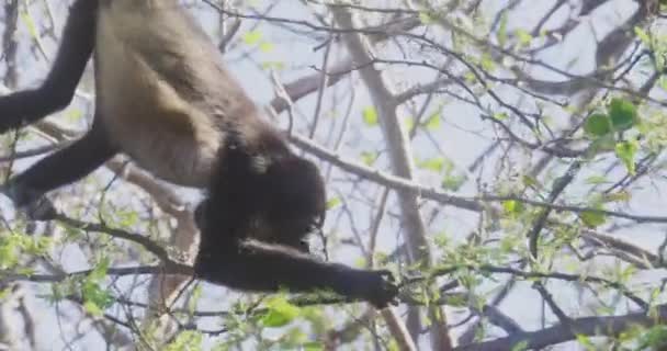 Monos Aulladores Salvajes Que Forrajean Hojas Una Selva Tropical Costa — Vídeos de Stock