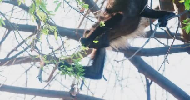 Dzikie Małpy Howler Foraging Leaves Kostaryka Rainforest Materiał Filmowy — Wideo stockowe