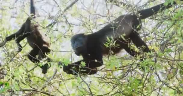 Мавпи Дикі Завивачі Коста Рики Збирають Листя Тропічному Лісі Кінокасети — стокове відео