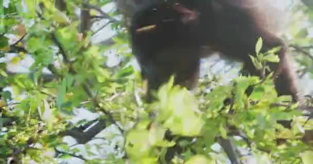 Wild Howler Monkeys Foraging Leaves Hutan Hujan Kosta Rika Cuplikan — Stok Video