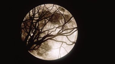 Korkunç ağaç dalları ay tarafından siluetlenmiş. 4K cgi.