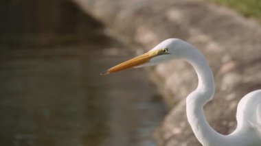 Gölün yakınındaki büyük balıkçıl. 4K 'da bir sinema kamerasında çekildi..