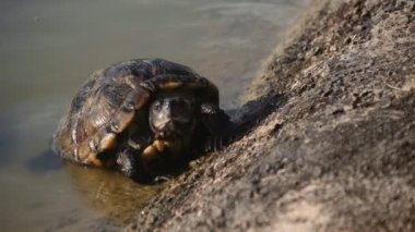 Göldeki tatlı su kaplumbağası. 4K 'da bir sinema kamerasında çekildi..