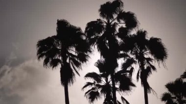 Sunset 'teki Palm Tree Siluetleri. 4K 'da bir sinema kamerasında çekildi..