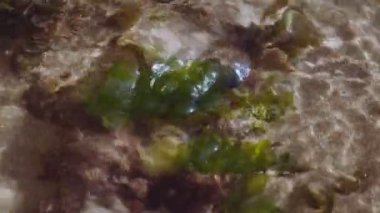 Porto Riko 'da su bitkisine odaklı bir plajın ikinci kaydı. 4K 'da bir sinema kamerasında çekildi..