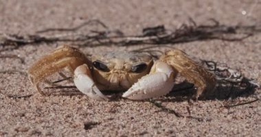 Sahilde hayalet yengeç. 4K 'da bir sinema kamerasında çekildi..