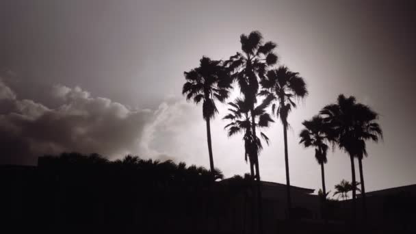 Palm Tree Silhouettes Sunset Filmado Uma Câmera Cinema — Vídeo de Stock
