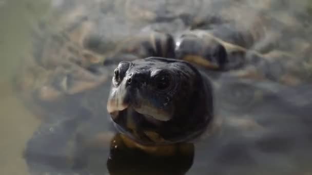 Tartaruga Acqua Dolce Lago Girato Una Cinepresa — Video Stock