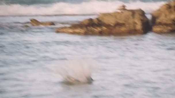 Deep Diving Pelicans Puerto Rico Shot Cinema Camera — Stock Video