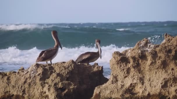 Deep Diving Pelicans Porto Rico Filmado Uma Câmera Cinema — Vídeo de Stock