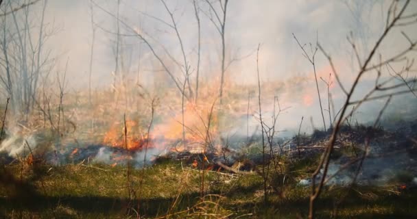 Film Tworzy Ujęcie Dzikiego Ognia Rozprzestrzeniającego Się Przez Bujny Zielony — Wideo stockowe