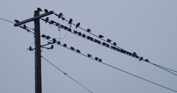 Elektrik Telindeki Güvercinler Sinematik Esyablishing Çekimi — Stok video