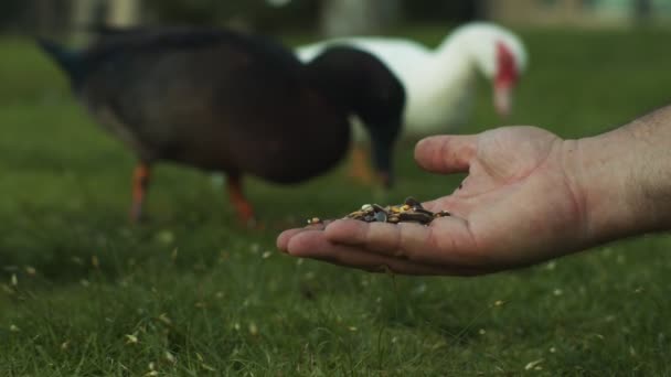 在公园里用手喂一只鸭子 用4K镜头在摄像机上拍摄 — 图库视频影像
