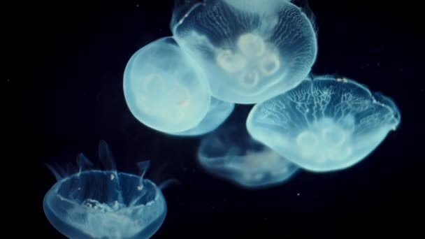 Krásné Medúzy Modrém Světle Záběry — Stock video
