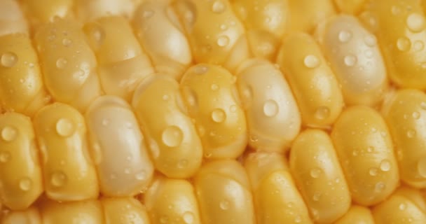 Farmen Sie Frischen Süßen Gelben Mais Mit Wassertröpfchen Gedreht Raw — Stockvideo