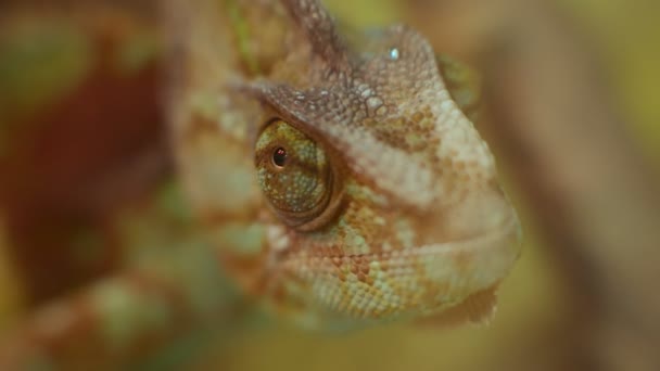 Ultra Mělká Hloubka Polního Záběru Kameleoního Oka Záběry — Stock video
