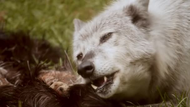 Gray Wolf Voedt Zich Met Een Eland Karkas Extreme Close — Stockvideo