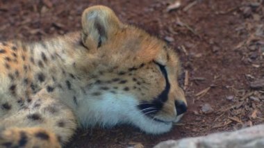 Uyuyan bir çitanın yakın çekimi. 4K görüntü.