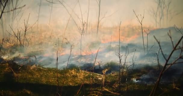 Filmación Cinematográfica Incendio Forestal Que Extiende Través Frondoso Bosque Verde — Vídeo de stock