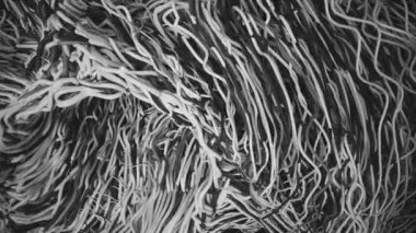 Soyut kaotik eğri çizgiler. 3 boyutlu CGI animasyonu. Kusursuz döngü.