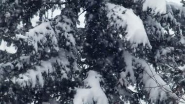 Ağaçların etrafında dönen karın güzel yavaş çekim görüntüleri. 4K 'da çekilmiş..
