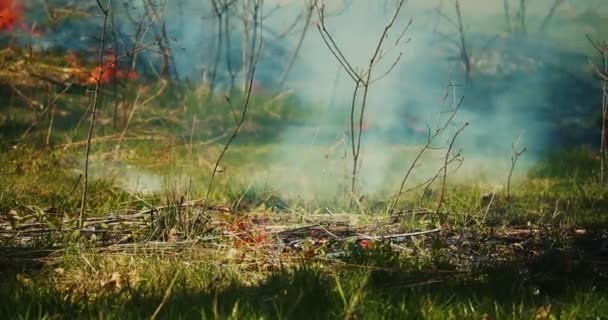 Filmación Cinematográfica Incendio Forestal Que Extiende Través Frondoso Bosque Verde — Vídeo de stock