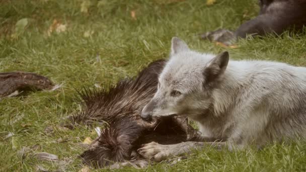 Γκρίζος Λύκος Τρέφεται Ένα Κουφάρι Ελαφιού Πολύ Κοντινό Πλάνο Κινηματογραφικό — Αρχείο Βίντεο