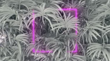 Neon kare çerçeveli siyah ve beyaz yapraklar. Kusursuz döngü.