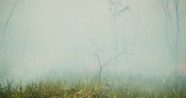 Кинематографическая Съемка Лесного Пожара Распространяющегося Пышным Зеленым Лесам Вид Крупным — стоковое видео