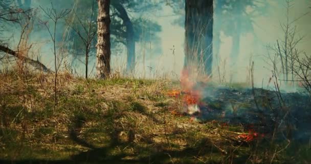 电影中拍摄的野火在茂密的绿林中蔓延 闭合视图 气候变化 自然灾害 — 图库视频影像